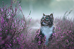 Norwegische Waldkatze in der Heide