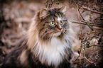 Norwegische Waldkatze im Herbst