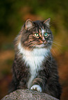 Norwegische Waldkatze im Herbst