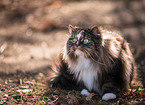 Norwegische Waldkatze im Herbst