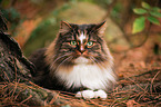 Norwegische Waldkatze im Herbst