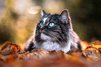Norwegische Waldkatze im Laub