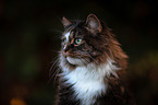 Norwegische Waldkatze im Herbst