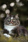 Norwegische Waldkatze im Herbst
