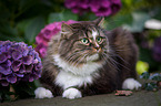 Norwegische Waldkatze vor Blumen