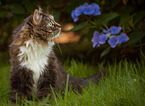 Norwegische Waldkatze vor Blumen