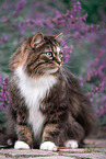 Norwegische Waldkatze vor Blumen