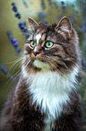 Norwegische Waldkatze vor Blumen