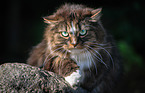 Norwegische Waldkatze