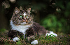 Norwegische Waldkatze auf der Wiese