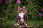 Norwegische Waldkatze vor Blumen