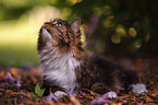 Norwegische Waldkatze vor Blumen