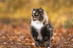 stehende Norwegische Waldkatze