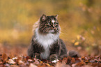 Norwegische Waldkatze