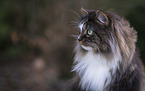 Norwegische Waldkatze Portrait