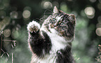 spielende Norwegische Waldkatze