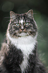 Norwegische Waldkatze Portrait