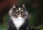Norwegische Waldkatze Portrait