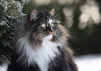 Norwegische Waldkatze Portrait