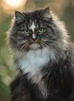 Norwegische Waldkatze Portrait
