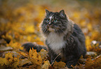 Norwegische Waldkatze
