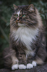 sitzende Norwegische Waldkatze
