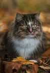 liegende Norwegische Waldkatze