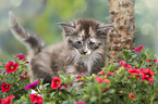 Norwegische Waldkatze Kätzchen