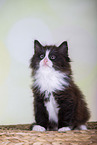 Norwegische Waldkatze