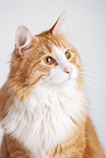 Norwegische Waldkatze vor weiem Hintergrund