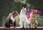 Norwegische Waldkatze