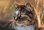 Norwegische Waldkatze