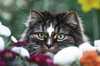 Norwegische Waldkatze