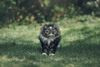 Norwegische Waldkatze