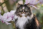 Norwegische Waldkatze