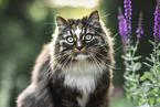 Norwegische Waldkatze