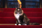 Norwegische Waldkatze