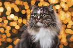 Norwegische Waldkatze