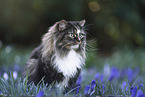 Norwegische Waldkatze