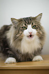 Norwegische Waldkatze