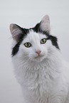 Norwegische Waldkatze