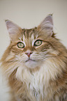 Norwegische Waldkatze