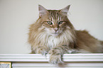 Norwegische Waldkatze