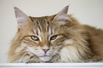 Norwegische Waldkatze