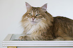 Norwegische Waldkatze
