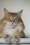 Norwegische Waldkatze