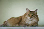 Norwegische Waldkatze