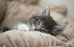 Norwegische Waldkatze