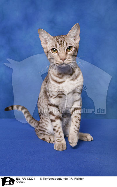 Ocicat / Ocicat / RR-12221