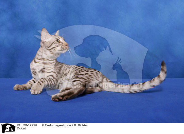 Ocicat / Ocicat / RR-12228